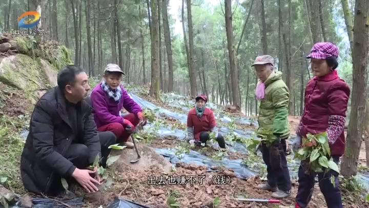 林业部门最新的动态与策略，推动绿色发展的前沿力量
