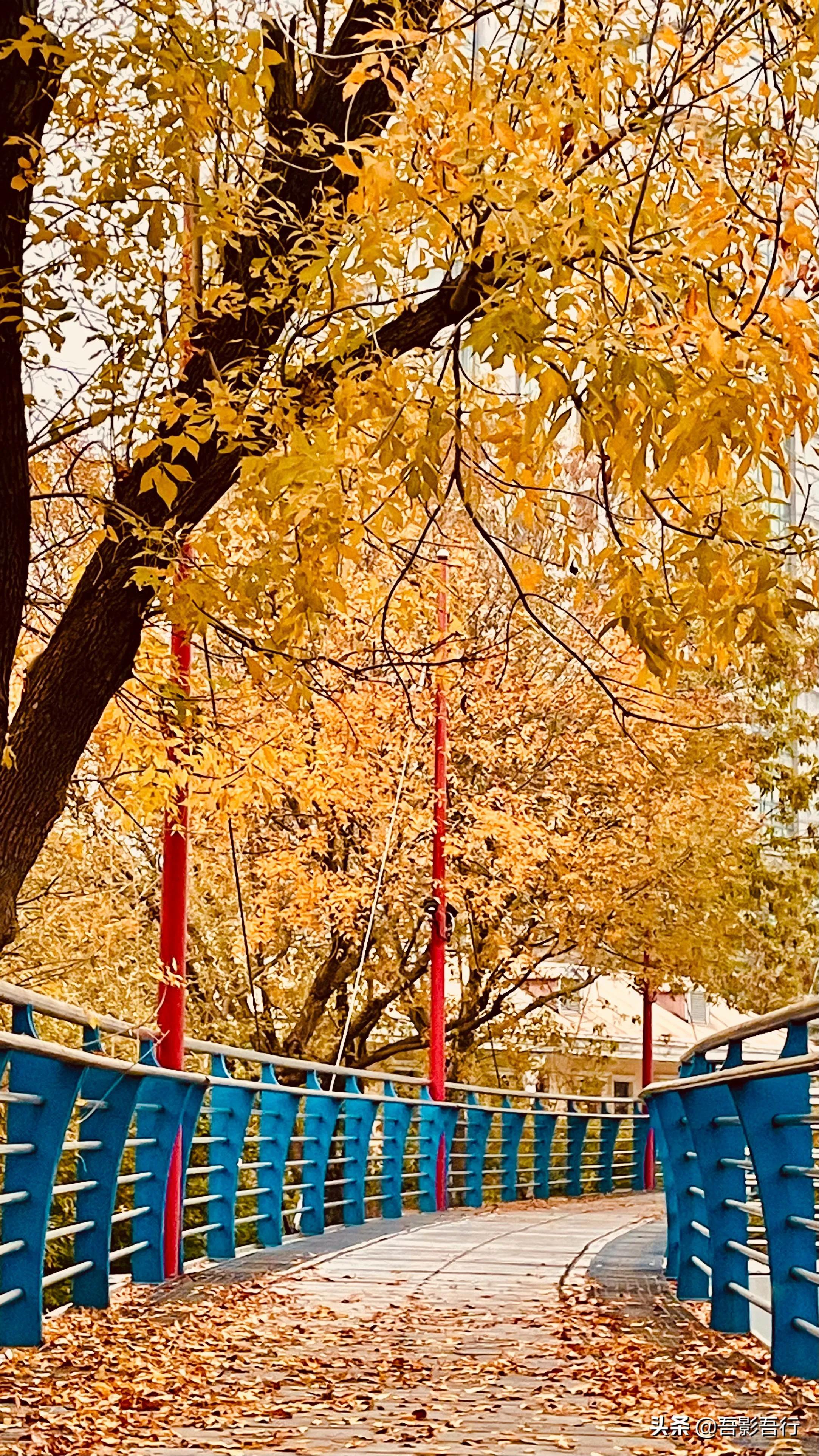 南京梧桐叶的最新风采