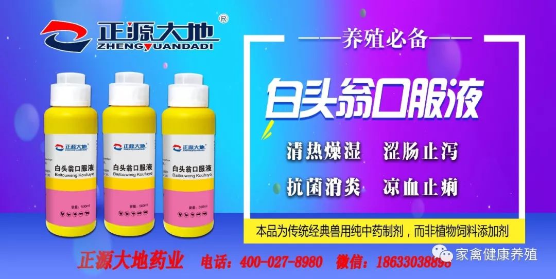 毛鸡最新价格动态分析