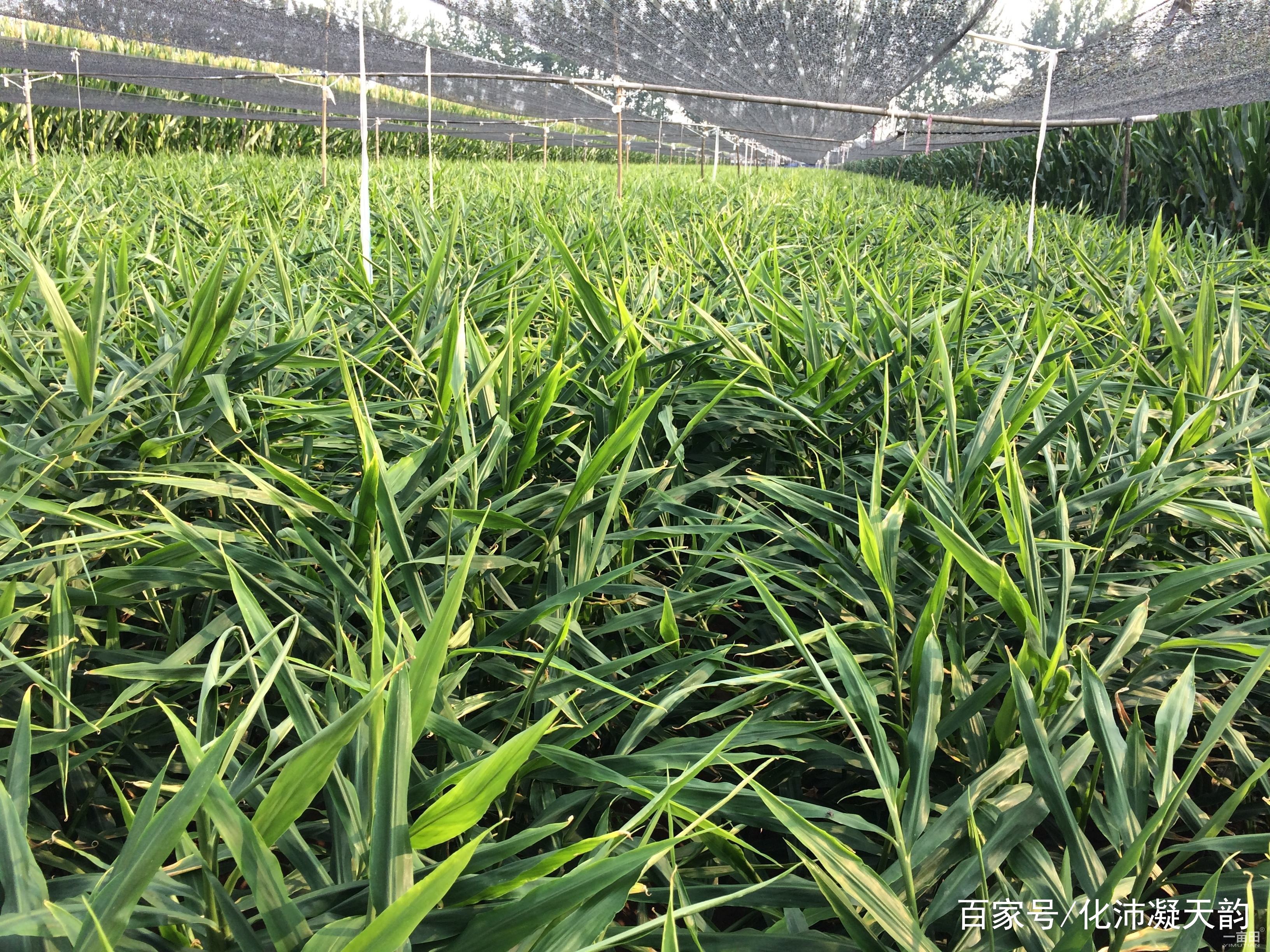 姜最新品种的种植与探索