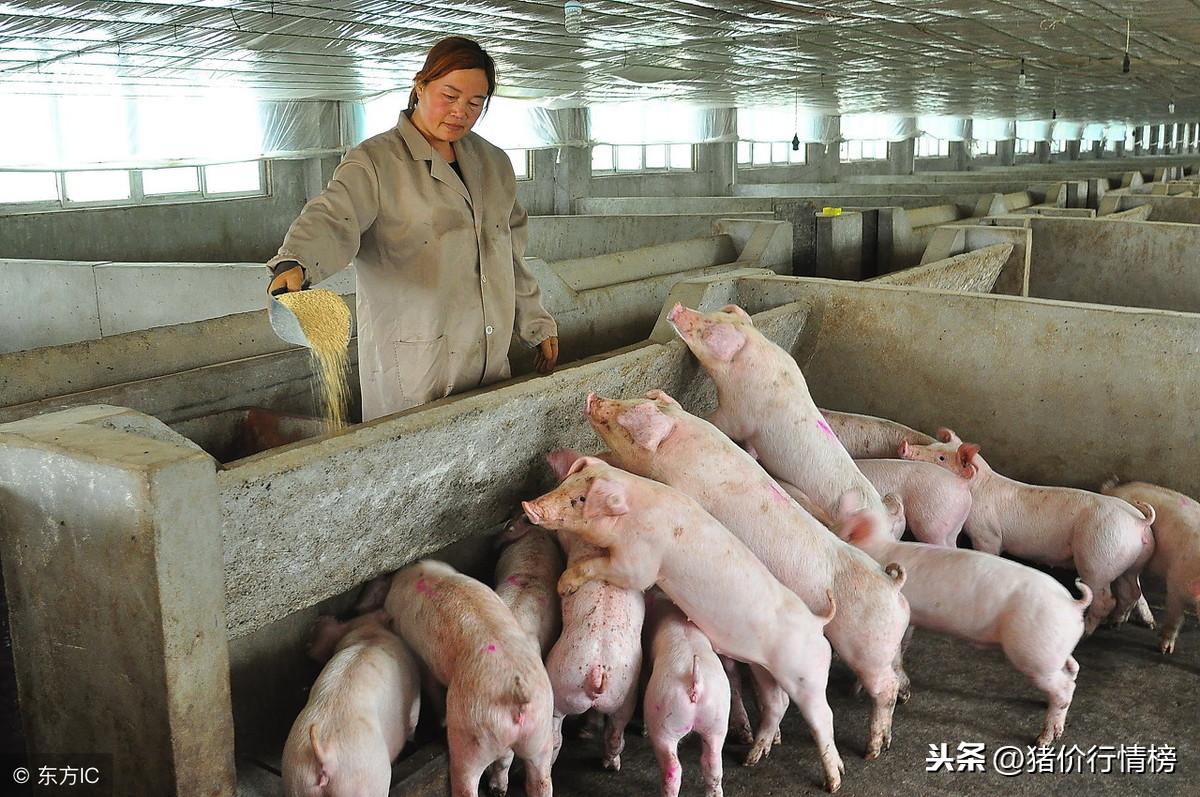 仔猪今日价格最新行情分析