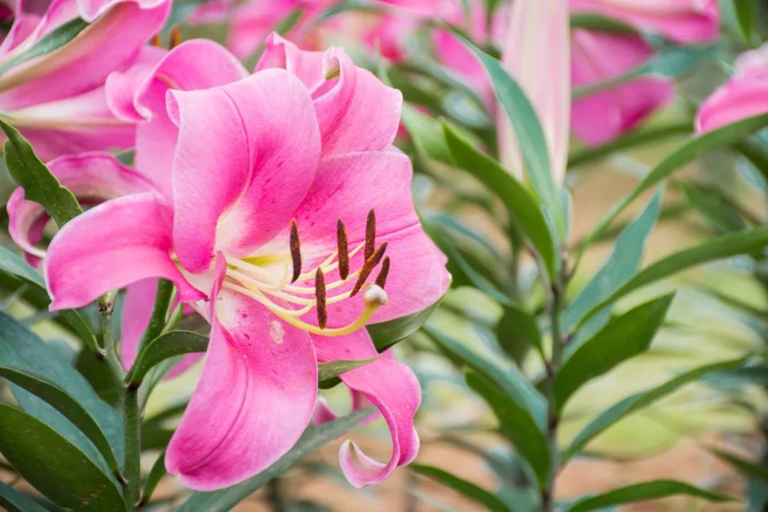 紫百合最新，绽放的美丽与独特的魅力