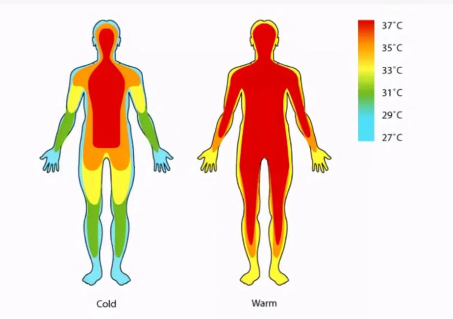 最新人体温度研究，探索人体温度的微小变化与健康关联