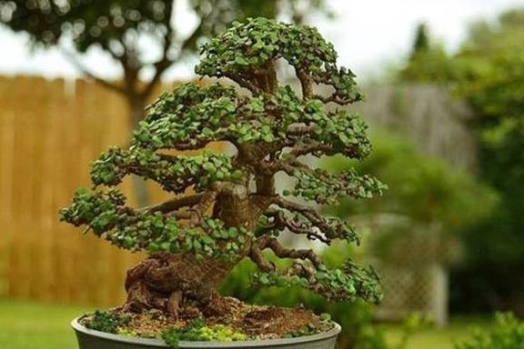 玉树最新品种，探索与赏析